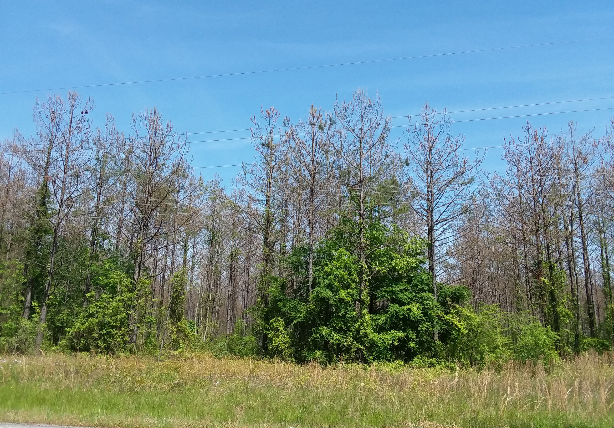 Late-stage defoliation by saw flies.